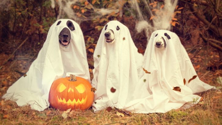 Halloween Pet Health Tips