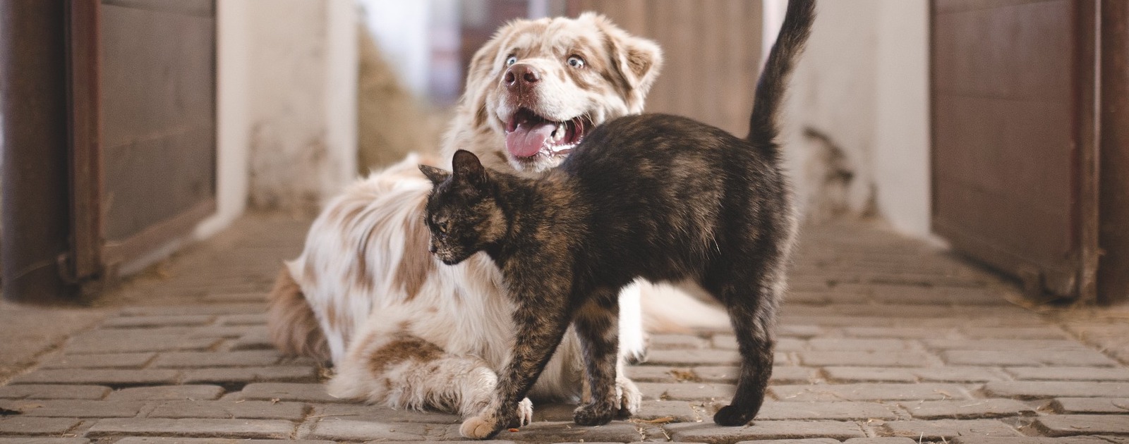 Chandler AZ Veterinarian | Animal Hospital | Cat and Dog Boarding