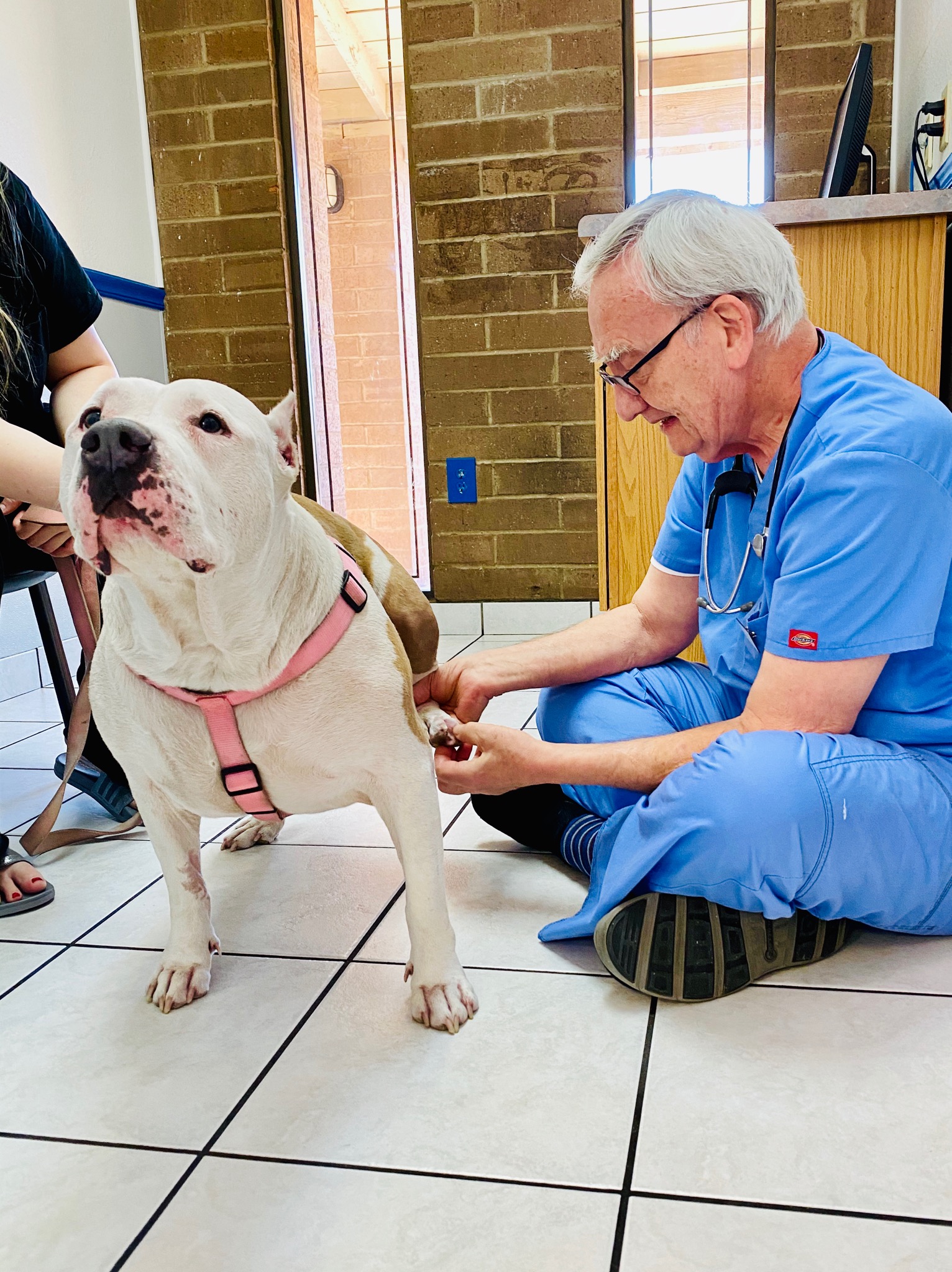 Chandler Az Veterinarian Animal Hospital Cat And Dog Boarding