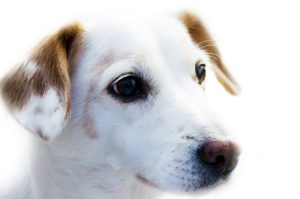 Pet Insurance for Dogs