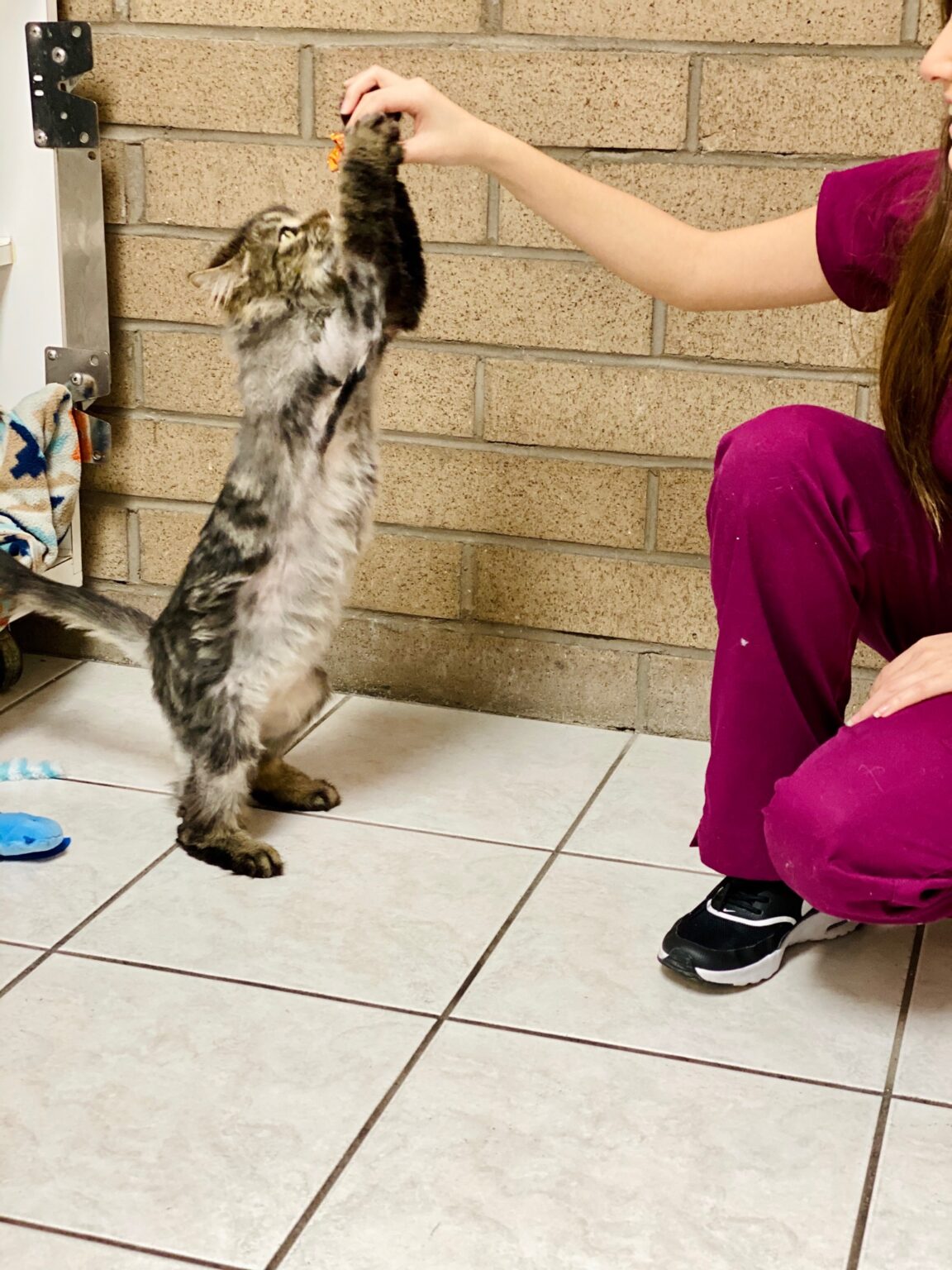 Boarding for Cats | Chandler Small Animal Clinic