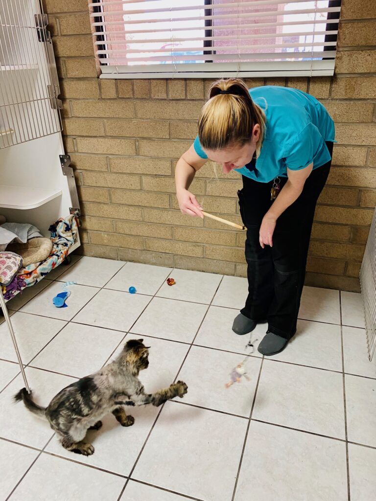 Boarding for Cats | Chandler Small Animal Clinic